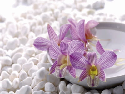 Fototapete Orchideen und weiße Steine