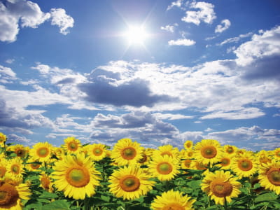 Fototapete Sonnenblumen im Freien