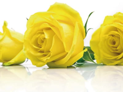 Fototapete Gelbe Rosen