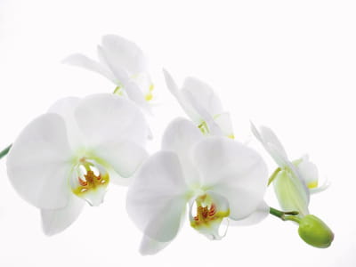 Fototapete Schneeweiße Orchidee