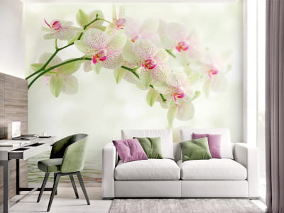 Fototapete Weiße Orchideen