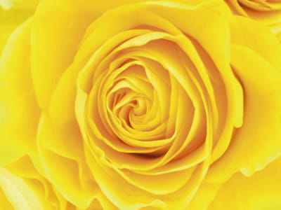 Fototapete Gelbe Rose