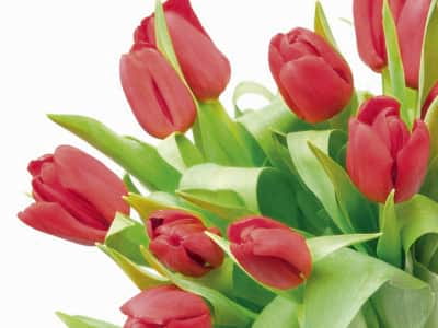 Fototapete Strauß Tulpen