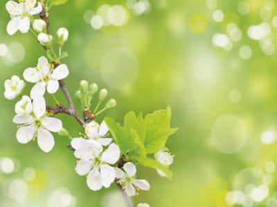Fototapete Aprikosenblüte