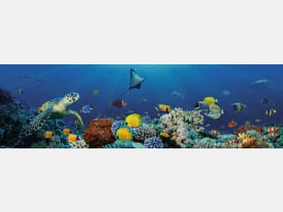 Fototapete Fische und Korallen