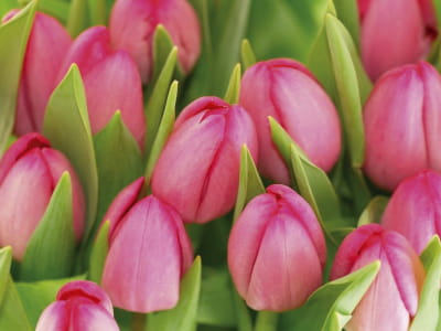Fototapete Rosa Tulpen