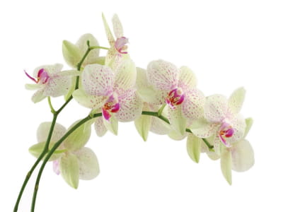 Fototapete Weiße Tigerorchidee
