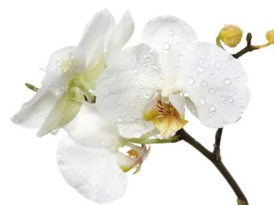 Fototapete Wassertropfen auf einer Orchidee