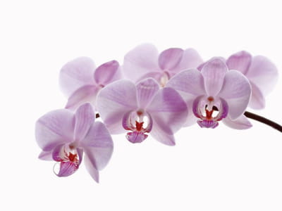 Fototapete Orchideenzweig