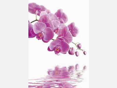Fototapete Lila Orchidee über Wasser