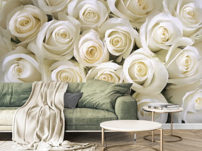Fototapete Weiße Rose