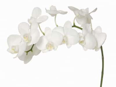 Fototapete Elegante weiße Orchidee