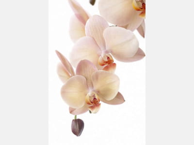 Fototapete Creme-Orchidee