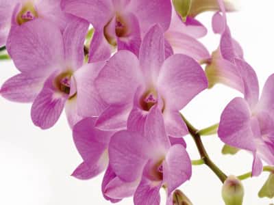 Fototapete Orchideenblüten