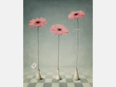 Fototapete Rosa Gerbera