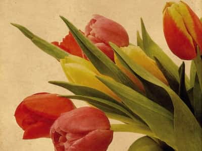 Fototapete Die ersten Tulpen