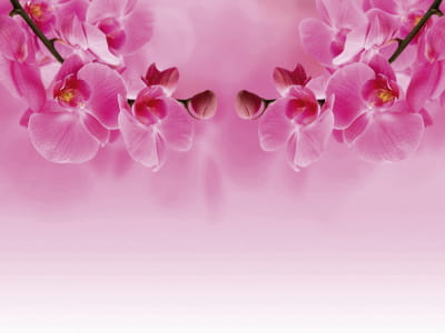 Fototapete Zartrosa Orchideen