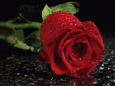 Fototapete Rote Rose 