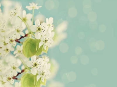 Fototapete Frühlingsapfelbaumblüte