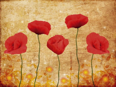 Fototapete Faszinierende rote Mohnblumen