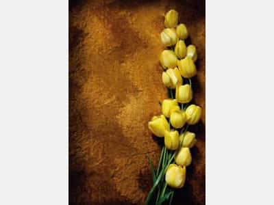 Fototapete Gelbe Tulpen
