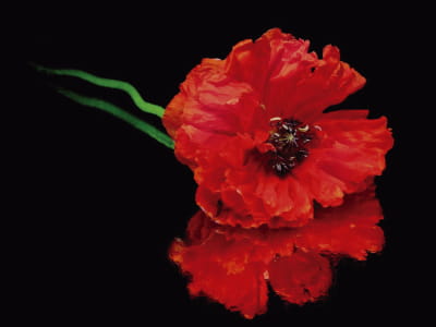 Fototapete Scharlachroter Mohn