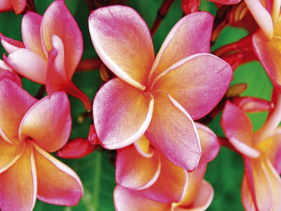 Fototapete Blühende Plumeria