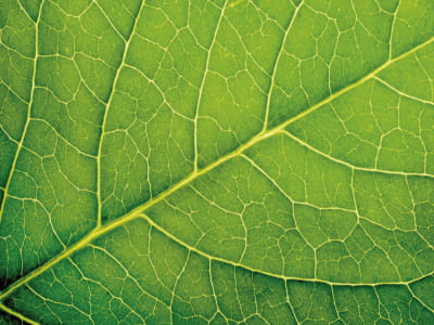 Fototapete Grünes Blatt