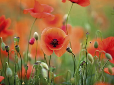 Fototapete Wilder Mohn