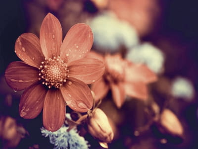 Fototapete Herbstblume