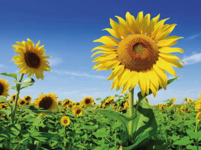Fototapete Sonnenblumenblüten