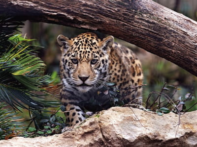 Fototapete Jaguar