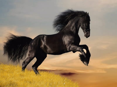 Fototapete Schwarzes Pferd