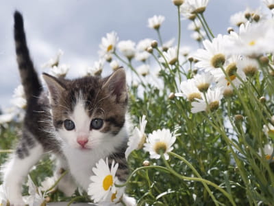 Fototapete Graues Kätzchen in Blumen