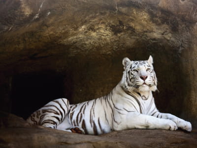 Fototapete Das Versteck des Weißen Tigers