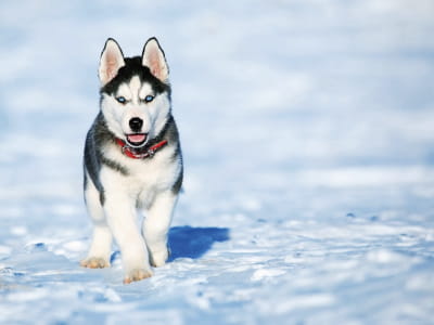 Fototapete Husky-Welpe