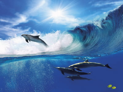 Fototapete Delfine im Meer