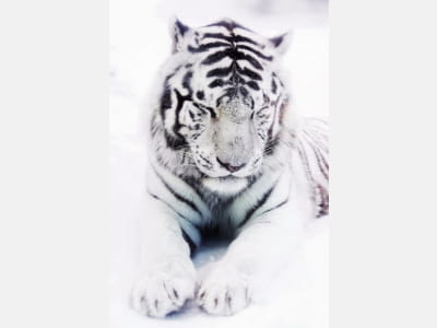 Fototapete Der weiße Tiger