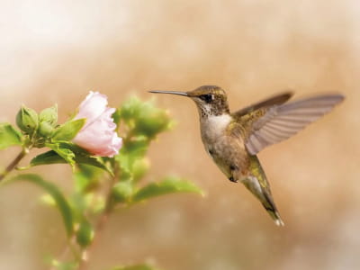 Fototapete Kolibri