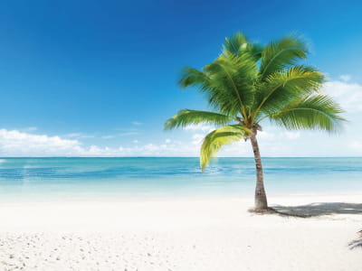 Fototapete Palme am Strand