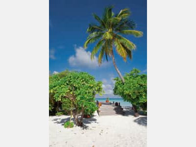 Fototapete Strand und Palmen