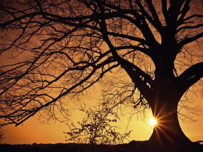 Fototapete Riesiger Baum vor Sonnenuntergang im Hintergrund