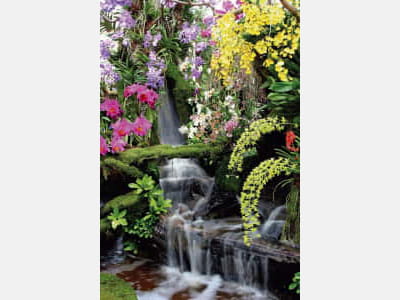 Fototapete Wasserfallblumen