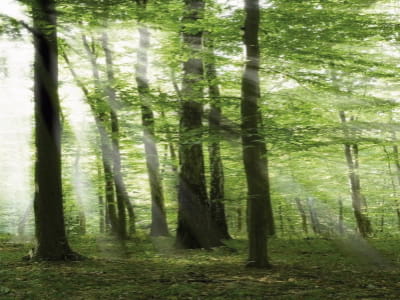 Fototapete Morgendämmerung in einem ruhigen Wald