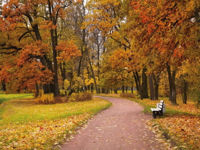 Fototapete Straße im Herbstpark