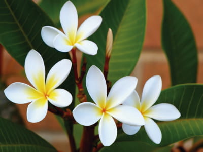 Fototapete Plumeria