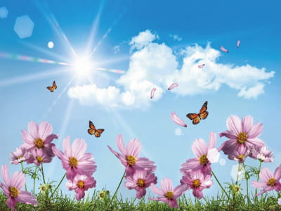 Fototapete Sonniger Tag und Blumen