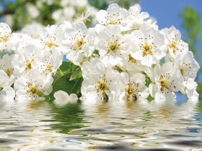 Fototapete Blüht im Wasser