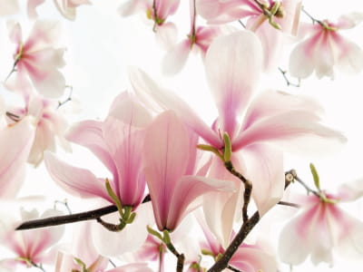 Fototapete Magnolienblütenblätter