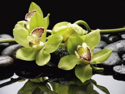 Fototapete Grüne Orchideen